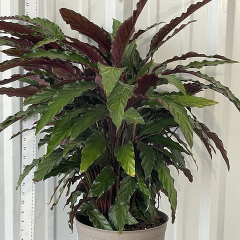 Velvet Calathea (Calathea Rufibarba) - Bird of ParadiseUSA - 3 Gallon