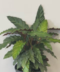 Velvet Calathea (Calathea Rufibarba) - Bird of ParadiseUSA - 3 Gallon