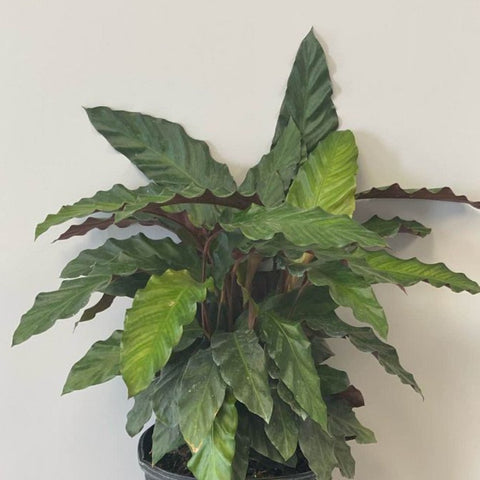Velvet Calathea (Calathea Rufibarba) - Bird of ParadiseUSA - 3 Gallon