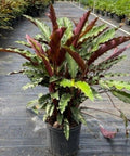 Velvet Calathea (Calathea Rufibarba) - Bird of ParadiseUSA - 3 Gallon