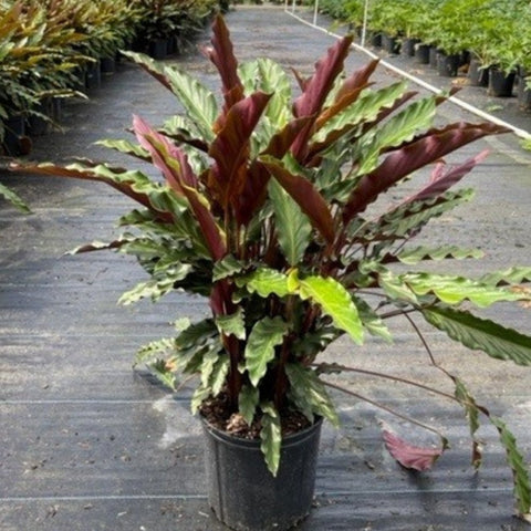 Velvet Calathea (Calathea Rufibarba) - Bird of ParadiseUSA - 3 Gallon