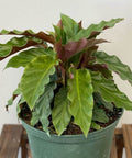 Velvet Calathea (Calathea Rufibarba) - Bird of ParadiseUSA - 3 Gallon