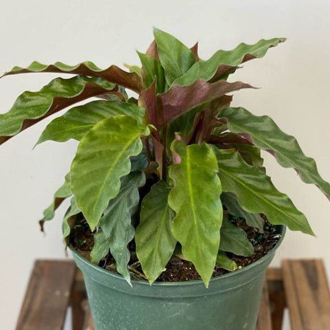 Velvet Calathea (Calathea Rufibarba) - Bird of ParadiseUSA - 3 Gallon