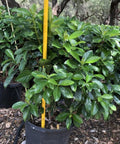 Viburnum Awabuki (Viburnum Odoratissimum Awabuki) - PlantologyUSA - 7 Gallon