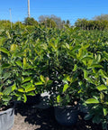 Viburnum Awabuki (Viburnum Odoratissimum Awabuki) - PlantologyUSA - 7 Gallon