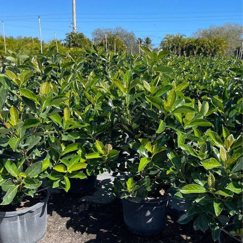 Viburnum Awabuki (Viburnum Odoratissimum Awabuki) - PlantologyUSA - 7 Gallon