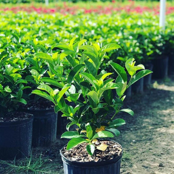 Viburnum Sweet Viburnum (Viburnum Odoratissimum)