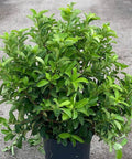 Viburnum Sweet Viburnum (Viburnum Odoratissimum) - Bird of ParadiseUSA - 3 Gallon