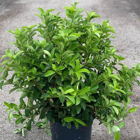 Viburnum Sweet Viburnum (Viburnum Odoratissimum) - Bird of ParadiseUSA - 3 Gallon