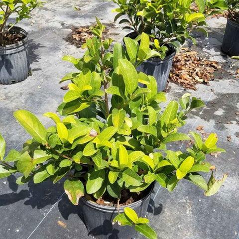 Viburnum Sweet Viburnum (Viburnum Odoratissimum) - Bird of ParadiseUSA - 7 Gallon