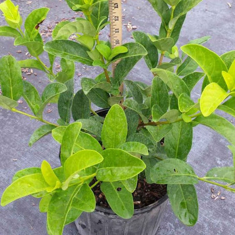 Viburnum Sweet Viburnum (Viburnum Odoratissimum) - Bird of ParadiseUSA - 7 Gallon