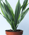 Warneckii Dracaena (Dracaena Warneckii) - Bird of Paradise USA - 3 Gallon