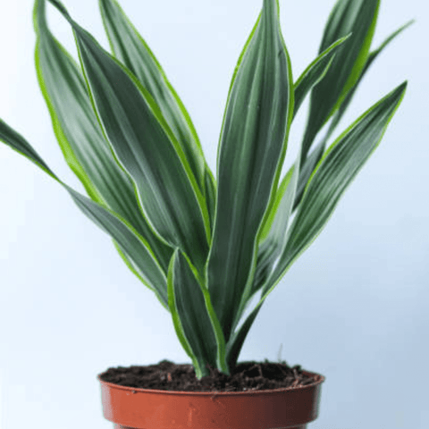 Warneckii Dracaena (Dracaena Warneckii) - Bird of Paradise USA - 3 Gallon