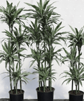 Warneckii Dracaena (Dracaena Warneckii) - Bird of Paradise USA - 3 Gallon