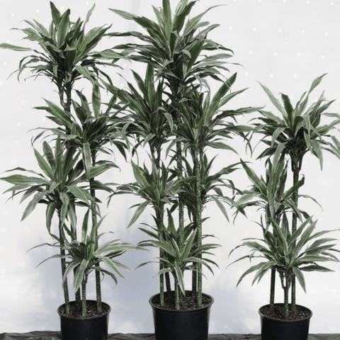 Warneckii Dracaena (Dracaena Warneckii) - Bird of Paradise USA - 3 Gallon