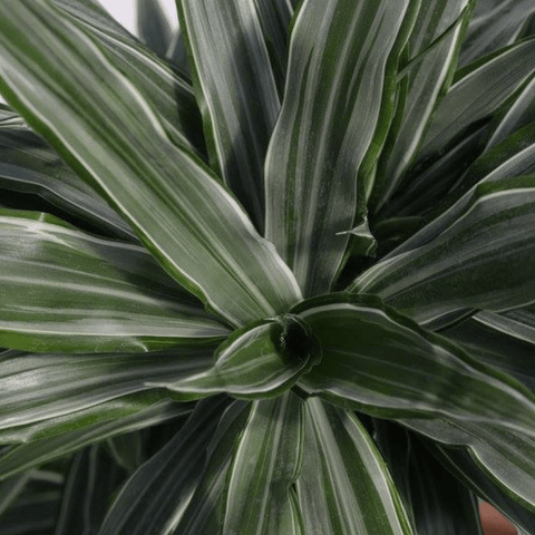 Warneckii Dracaena (Dracaena Warneckii) - Bird of Paradise USA - 3 Gallon