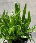 Wart Fern, Monarch Fern (Microsorum Scolopendrium) - Bird of ParadiseUSA - 3 Gallon