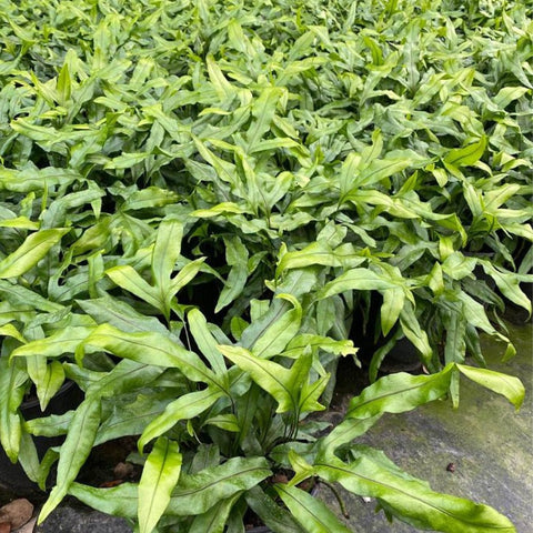 Wart Fern, Monarch Fern (Microsorum Scolopendrium) - Bird of ParadiseUSA - 3 Gallon