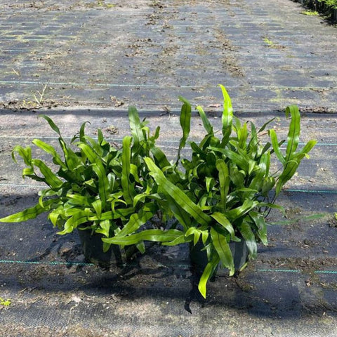 Wart Fern, Monarch Fern (Microsorum Scolopendrium) - Bird of ParadiseUSA - 3 Gallon