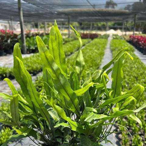 Wart Fern, Monarch Fern (Microsorum Scolopendrium) - Bird of ParadiseUSA - 3 Gallon