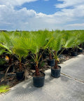 Washingtonia Palm, Mexican Fan Palm (Washingtonia Robusta) - Bird of Paradise USA - 5 Gallon