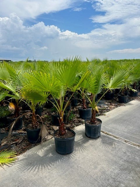 Washingtonia Palm, Mexican Fan Palm (Washingtonia Robusta) - Bird of Paradise USA - 5 Gallon