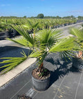 Washingtonia Palm, Mexican Fan Palm (Washingtonia Robusta) - Bird of Paradise USA - 7 Gallon