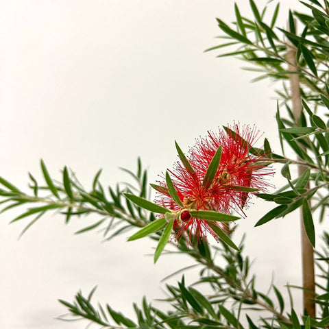 Weeping Bottlebrush Standard (Callistemon Viminalis) - Bird of ParadiseUSA - 3 Gallon
