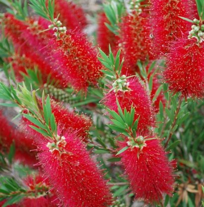 Weeping Bottlebrush Standard (Callistemon Viminalis) - Bird of ParadiseUSA - 3 Gallon