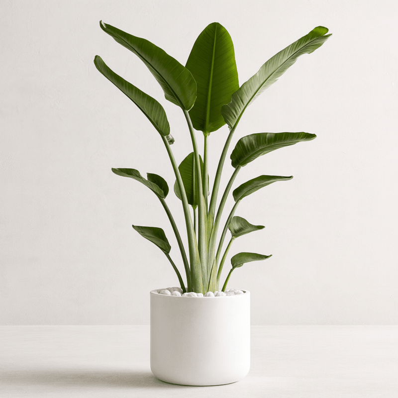 White Bird of Paradise (Strelitzia Nicolai)