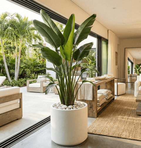 nicolai plant indoor White Bird of Paradise Plant - All Sizes Indoor/Outdoor