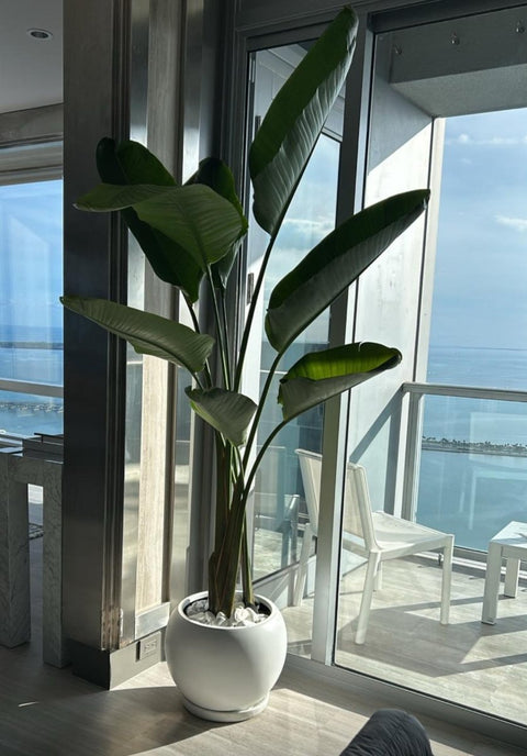 nicolai plant indoor White Bird of Paradise Plant - All Sizes Indoor/Outdoor