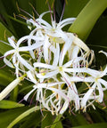 White Crinum Lily (Crinum Asiaticum) - Bird of ParadiseUSA - Large