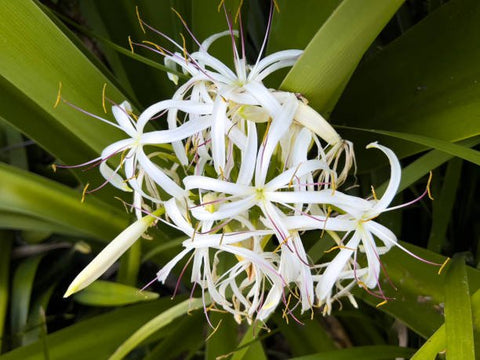 White Crinum Lily (Crinum Asiaticum) - Bird of ParadiseUSA - Large