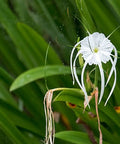White Crinum Lily (Crinum Asiaticum) - Bird of ParadiseUSA - Large