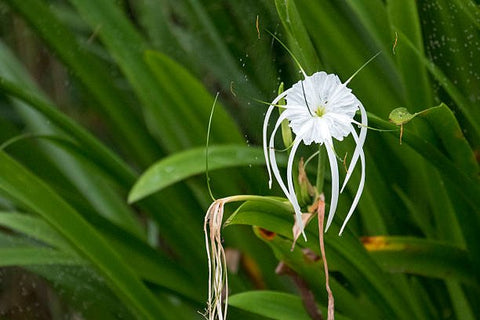 White Crinum Lily (Crinum Asiaticum) - Bird of ParadiseUSA - Large