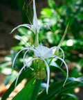 White Crinum Lily (Crinum Asiaticum) - Bird of ParadiseUSA - Large