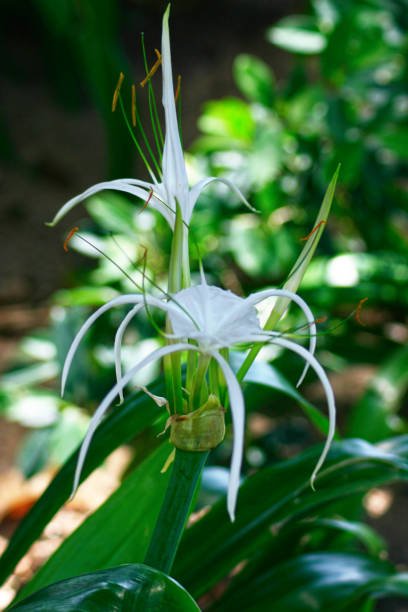 White Crinum Lily (Crinum Asiaticum) - Bird of ParadiseUSA - Large