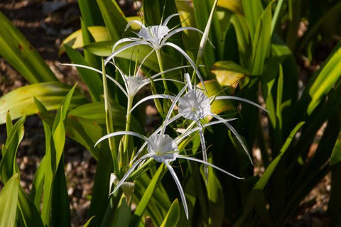 White Crinum Lily (Crinum Asiaticum) - Bird of ParadiseUSA - Large