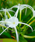 White Crinum Lily (Crinum Asiaticum) - Bird of ParadiseUSA - Large