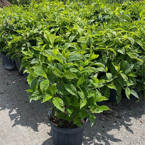 Wild Coffee (Psychotria Nervosa) - Bird of ParadiseUSA - 3 Gallon