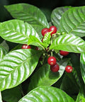 Wild Coffee (Psychotria Nervosa) - Bird of ParadiseUSA - 3 Gallon