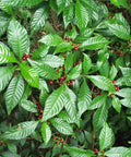 Wild Coffee (Psychotria Nervosa) - Bird of ParadiseUSA - 3 Gallon