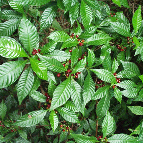 Wild Coffee (Psychotria Nervosa) - Bird of ParadiseUSA - 3 Gallon
