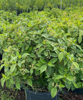 Wild Coffee (Psychotria Nervosa) - Bird of ParadiseUSA - 3 Gallon