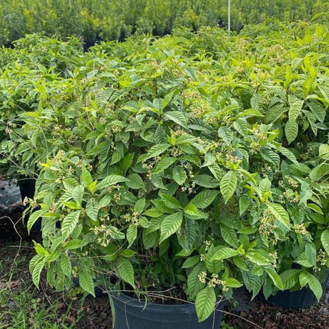 Wild Coffee (Psychotria Nervosa) - Bird of ParadiseUSA - 3 Gallon