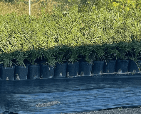 Wild Date Palm, Phoenix Sylvester Palm (Phoenix sylvestris) - Plantology USA - 3 Gallon