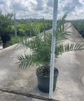 Wild Date Palm, Phoenix Sylvester Palm (Phoenix sylvestris) - Plantology USA - 7 Gallon