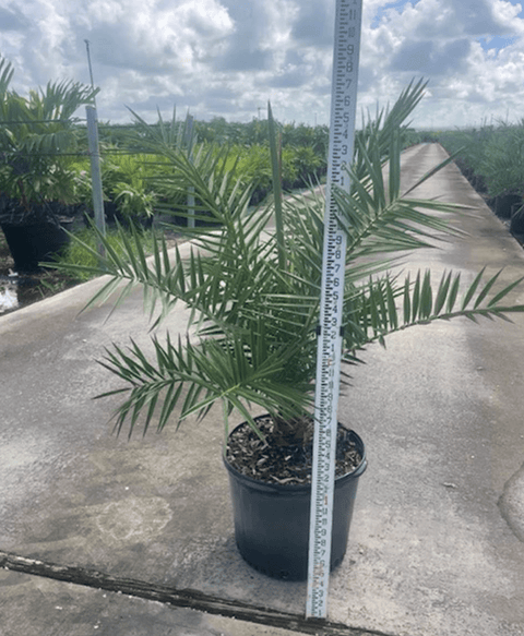 Wild Date Palm, Phoenix Sylvester Palm (Phoenix sylvestris) - Plantology USA - 7 Gallon