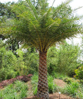Wild Date Palm, Phoenix Sylvester Palm (Phoenix sylvestris) - PlantologyUSA - 8-9 Feet